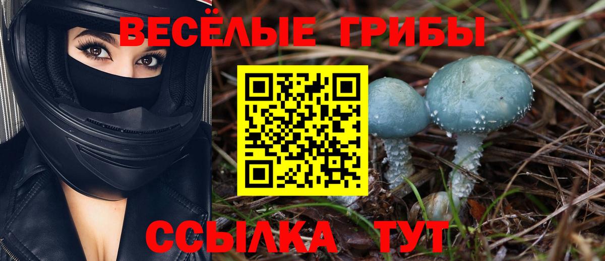 Псилоцибиновые грибы Psilocybe Щёлково